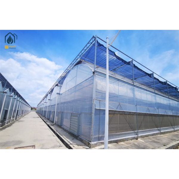 Buy Hydroponic Tomato Lettuce Agricultural Multi Span Plastic Greenhouse at wholesale prices