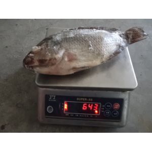 China Hot Sale of Frozen Cleaning Tilapia Fish From Farm Raised on sale