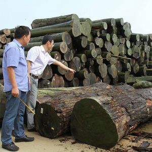 Africa Natural Makore Wood Veneer Cherry Mahogany For Hotel Decoration And