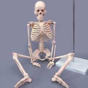 85cm Disarticulated Educational Skeleton Model For Medical Teaching