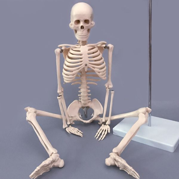 Buy Human simulation PVC skeleton model 180cm on medical anatomy model at wholesale prices