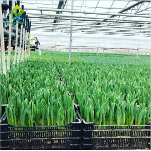 Agricultural Greenhouses NFT Soilless Hydroponic System For Tropical Desert