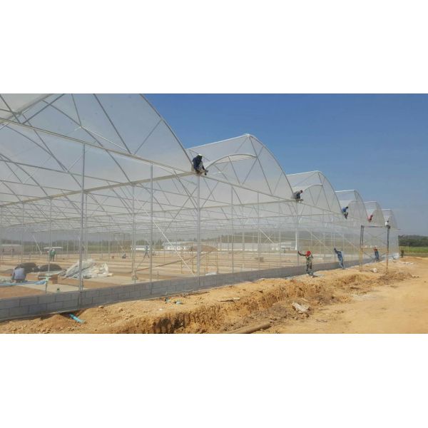 Large Sawtooth Greenhouse Shine Tech Poly Tunnel Tropical Greenhouse With Ventilation