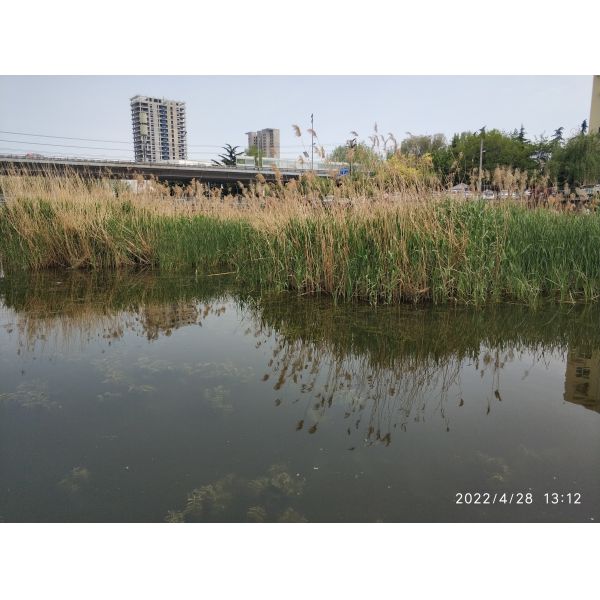 Stainless Mesh Water Hyacinth Water Moss Reed Collection Boat With Storage Bucket