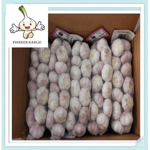 Quality Export Fresh Chinese Garlic Jinxiang Fresh Garlic Sell Chinese Garlic for sale