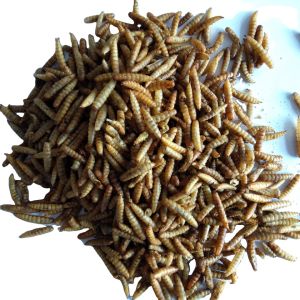 Quality Brown Powdered Soldier Fly Origin Qingdao - Quality Insect Protein for Animal Feed for sale