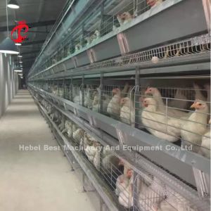 New Generation Poultry Battery Cage System With H Type Automatic Design Sandy
