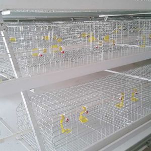 China Fireproof Steel Cage For Chicken , Indoor Broiler Farm Cage Poultry House on sale