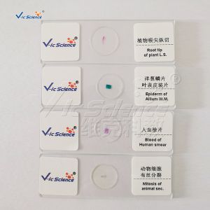 Medical Doctors 25pcs Biological Microscope Slides