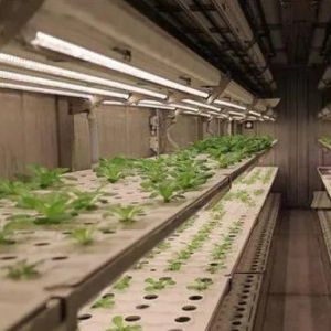 Vertical Farming Container Greenhouse In Shipping Container Design