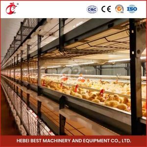 China 96-128 Chickens Broiler Chicken Cage Fully Automatic Mia on sale