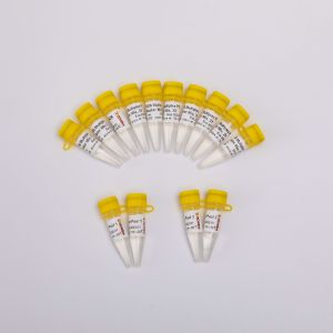 ARTIC SARS-CoV-2 NGS Library Construction Multiplex PCR Kit