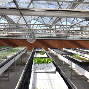 Venlo Automated Plant Hydroponic Tempered Glass Greenhouse Multi Span Agricultur