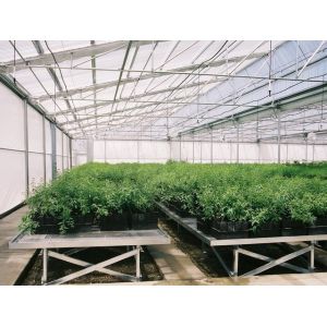 Economical Agricultural Sawtooth Type Plastic Film Greenhouse Length 32m-80m