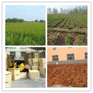 Jining Yuemei Wicker Basket Art Co., Ltd