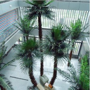 Quality Indoor Fake Preserved Palm Tree for sale