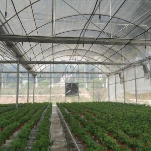 China Vegetables Tunnel Plastic Commercial Large Multispan Greenhouse on sale