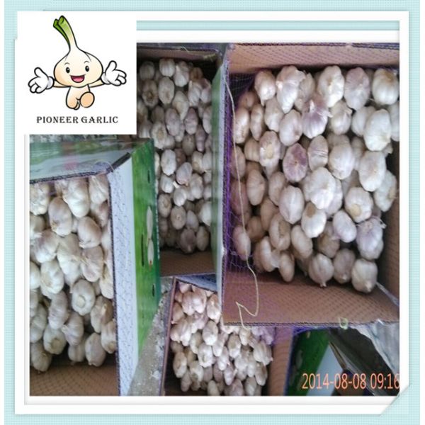 Buy garlic price per ton, garlic specification2016 spring purple garlic from China at wholesale prices