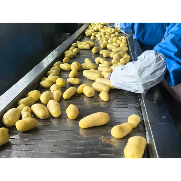 Supplier of Frozen Straight Cut French Fries, Coated/Uncoated, Grade a/B, Pre-Fried