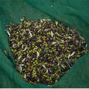 4X8m green hdpe mono Olive Net for harvest