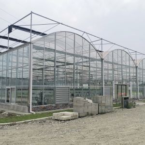 Round Tunnel Tempered Venlo Glass Greenhouse Multi Span Automatic Hydroponics