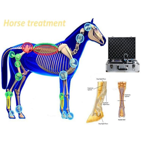 Mobile Shockwave Therapy Machine 80mj Vet Physical Therapy Equipments