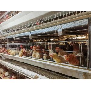 High Brood Survival Rate Layer Chicken Cage Multilayer Partition Structure