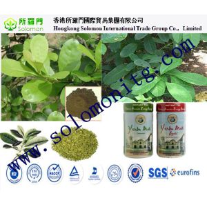 Wild Yerba Mate Extract Ilex paraguariensis yerba mate herb extract