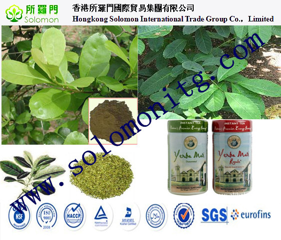 Wild Yerba Mate Extract Ilex paraguariensis yerba mate herb extract