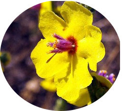 100% Natural Mullein Leaf Extract Powder 10 : 1