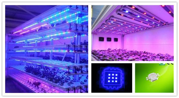 10w Blue 450nm 455nm 460nm 465nm 470nm High Power LED Diode.jpg