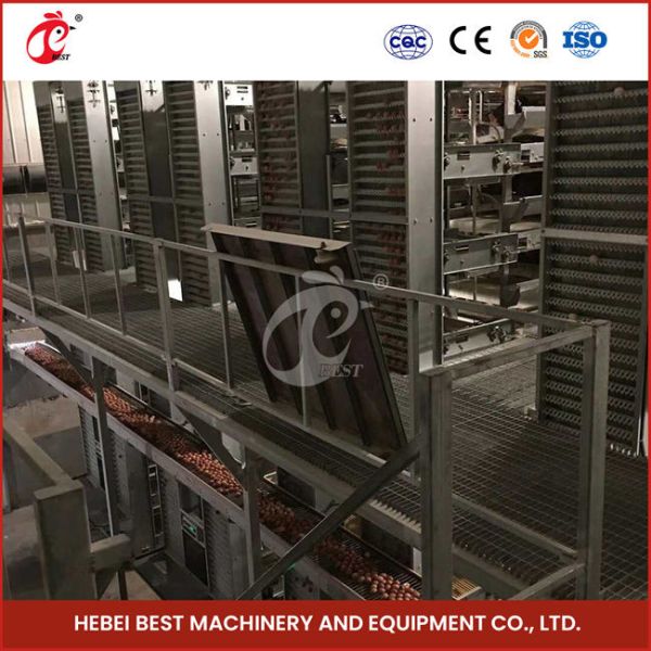 12 Cells Layer Battery Cage System For Commercial Chicken Farm Rose