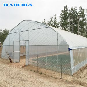 Gothic High Tunnel Vegetable Film Hydroponics Single-Span Greenhouse Constructio