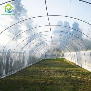 Durable Low Tunnel Plastic Shed Film Polyhouse Tomato Growing Greenhouses