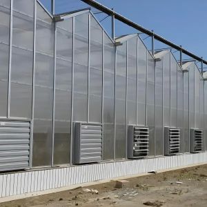 Agricultural Polycarbonate Venlo - type Greenhouse for Pansy Planting