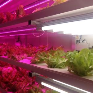 Multi-Span Agricultural Greenhouses 40ft Container Hydroponic Vertical Farming