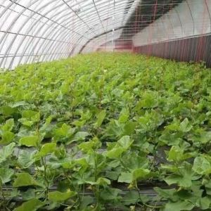 Commercial Tomato Growing Sunlight Greenhouse With Shipping Cost And Design