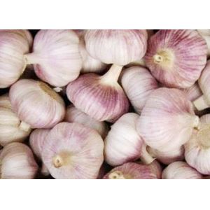 Spicy White Garlic Natural Agricultural Products