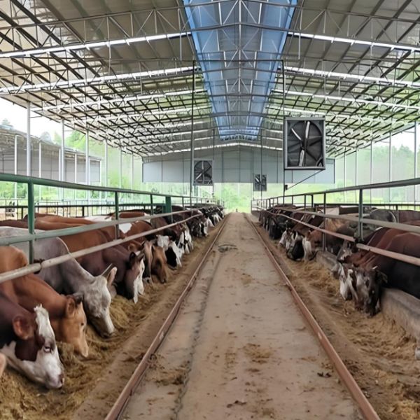 Weld Steel Structure Cow Shed Construction Temporary Livestock Shelter Fast Installation