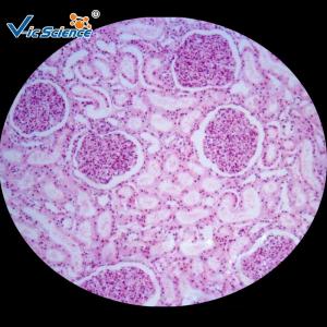 Quality Medicine Educational Pathology Microscope Slides / Human Pathology Glass Slides for sale