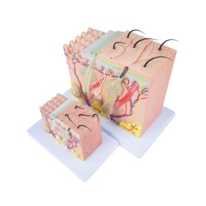 Medical Anatomy Human Skin Model For Science Classroom Study Display Teaching