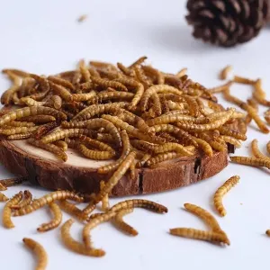 Dry And Cool Place Storage Mealworms Fish Food Ideal for Feeding Pet