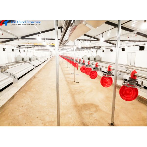 Buy Quick Fitting Automatic Feeding And Drinking System For Broiler Chicken Shed at wholesale prices