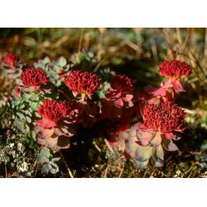 100% natural rhodiola rosea extract 3% salidroside --Rhodiola rosea L