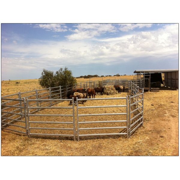 Horse panels 1.6m x 2.1m and 1.8m x 2.1m 5 bars 6 bars available