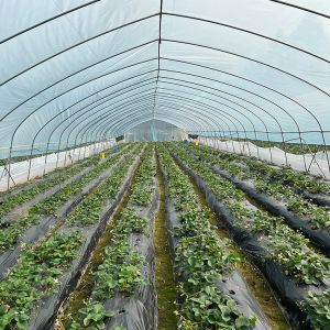 Plastic Film High Tunnel Single Span Greenhouse Steel Frame 9x30m