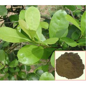 Wild Yerba Mate Extract Ilex paraguariensis yerba mate herb extract