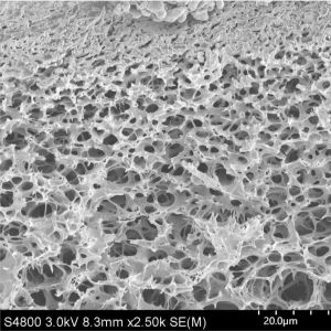 0.22μM Hydrophilic Polyethersulfone PES Membrane With PP Or PET As Supporting