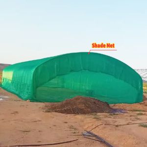 Single-Span Tunnel Greenhouse 8m Wide with 200 Micron Plastic Film