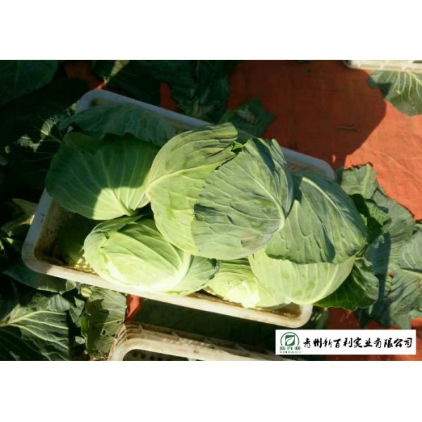 Big Size Late Flat Dutch Cabbage No Slight Crack Growing Without Pollution